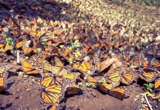 santaurio mariposa monarca